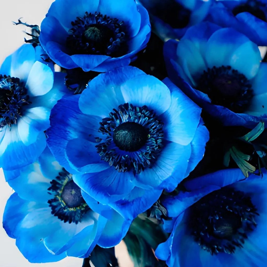 Blue Enhanced Anemone