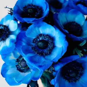 Blue Enhanced Anemone